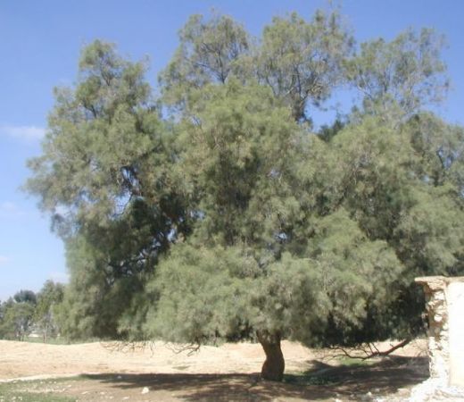 תמונה של אשל הפרקים - למטייל בישראל (טיולי)