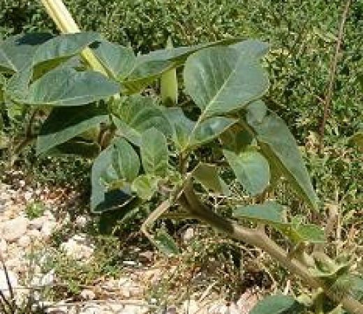 תמונה של דטורה נטוית-פרי - למטייל בישראל (טיולי)