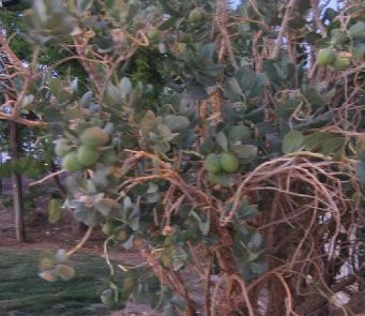 תמונה של פתילת-מדבר גדולה - למטייל בישראל (טיולי)